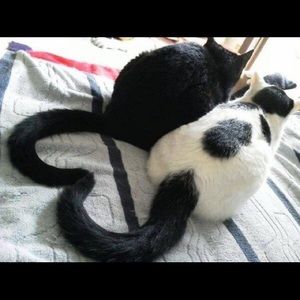 Meet your Posher, Kiara